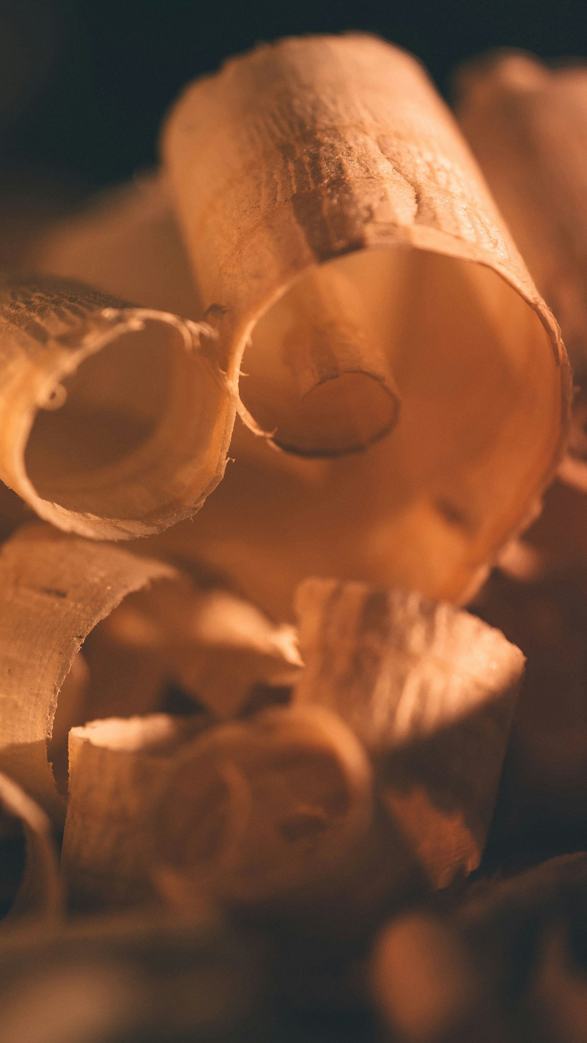 Gros plan artistique sur des copeaux de bois clair enroulés, éclairés par une lumière chaude dorée sur fond sombre, évoquant le travail artisanal du bois et la menuiserie.