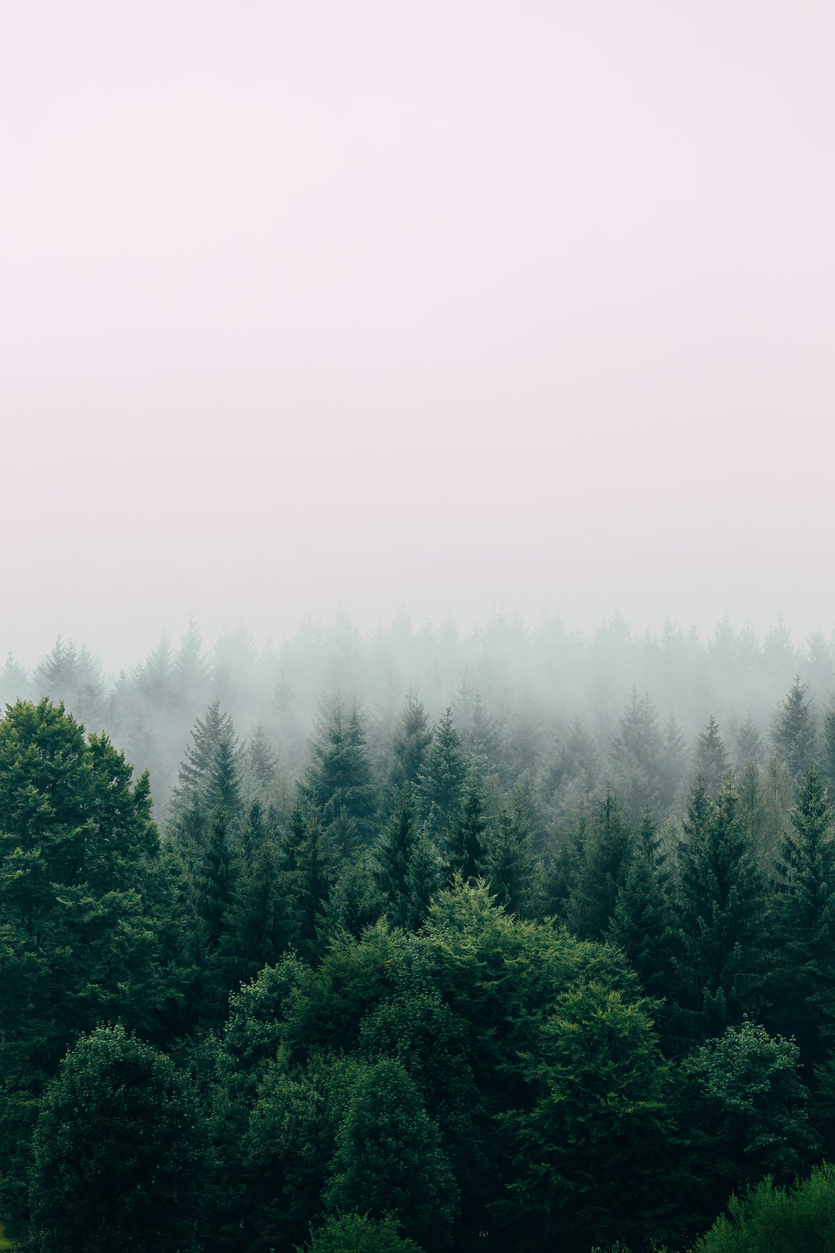 Paysage de forêt de conifères verts foncés sous un ciel brumeux et laiteux, avec des arbres qui disparaissent progressivement dans le brouillard, créant une atmosphère douce et mystérieuse.