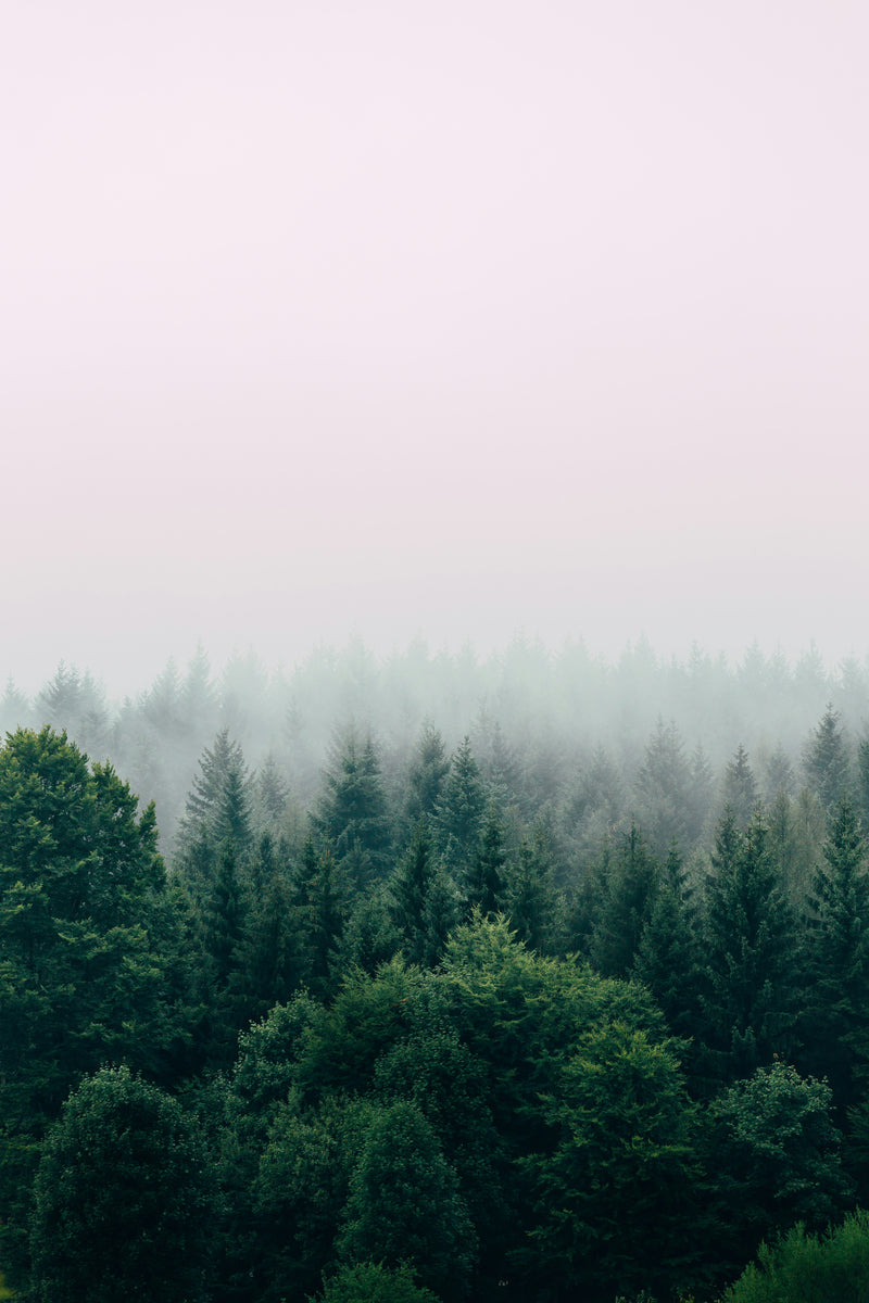 Paysage de forêt de conifères verts foncés sous un ciel brumeux et laiteux, avec des arbres qui disparaissent progressivement dans le brouillard, créant une atmosphère douce et mystérieuse.