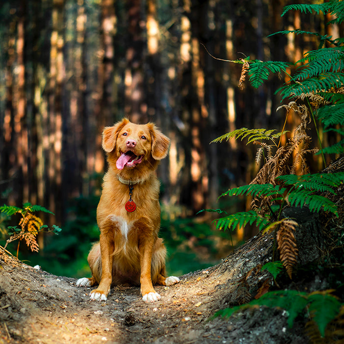 Chien assis en forêt entouré de végétation, illustrant le bien-être animal et une alimentation écoresponsable comme les croquettes Kookapi.