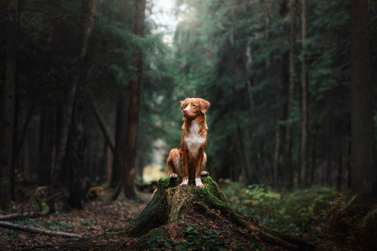 Chien assis sur une souche en pleine forêt, illustrant un mode de vie naturel et le bien-être animal lié à une alimentation écologique comme Kookapi.