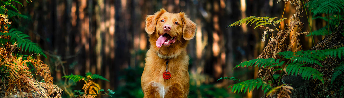Chien heureux assis en forêt, langue sortie, illustrant le bien-être animal et les valeurs écologiques de Kookapi avec une alimentation durable pour chiens.