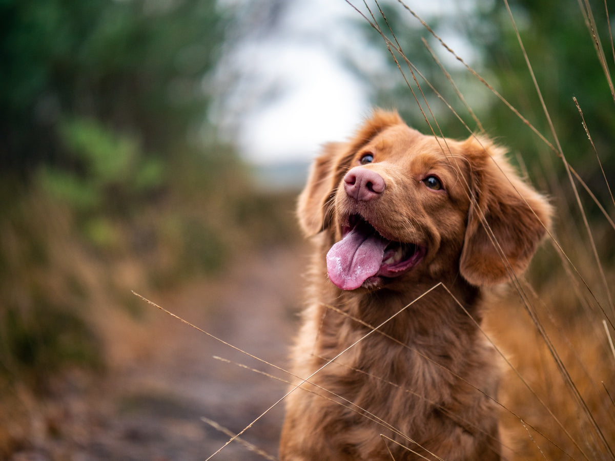 Chien heureux en pleine nature, langue sortie, illustrant le bien-être animal et une alimentation saine et durable comme les croquettes Kookapi.