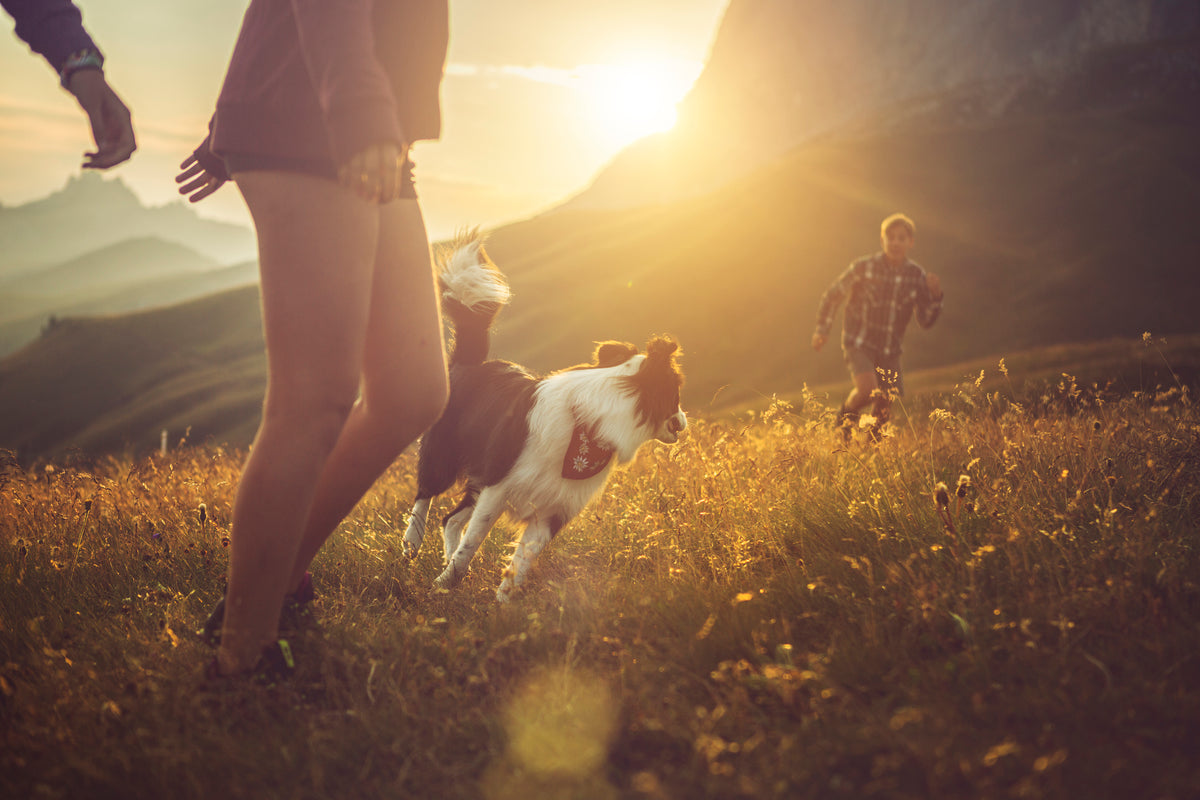 Chien courant dans la nature au coucher du soleil avec ses propriétaires, illustrant le bien-être animal et un mode de vie sain soutenu par une alimentation durable comme Kookapi.