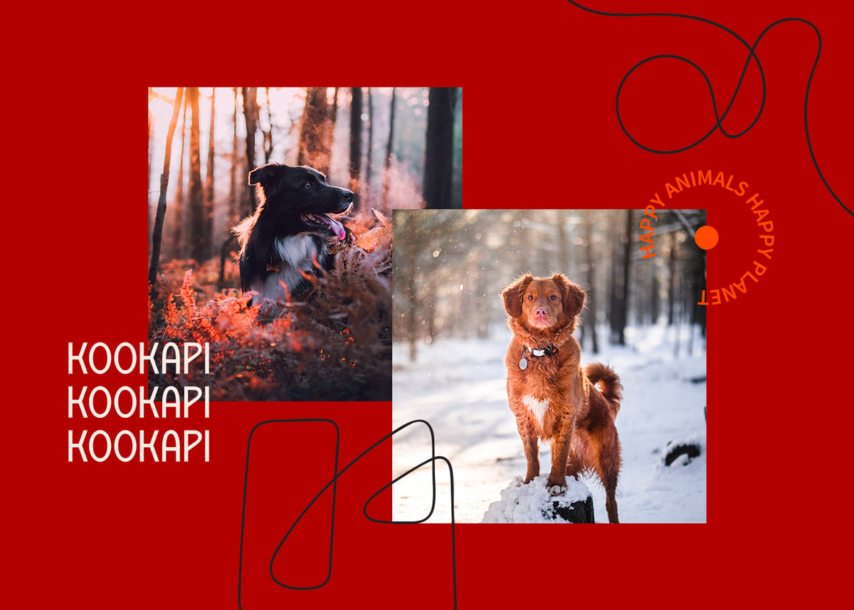 Chiens en extérieur dans un environnement naturel, illustrant le bien-être animal et l’engagement de Kookapi pour une alimentation durable à base de protéines d’insectes.