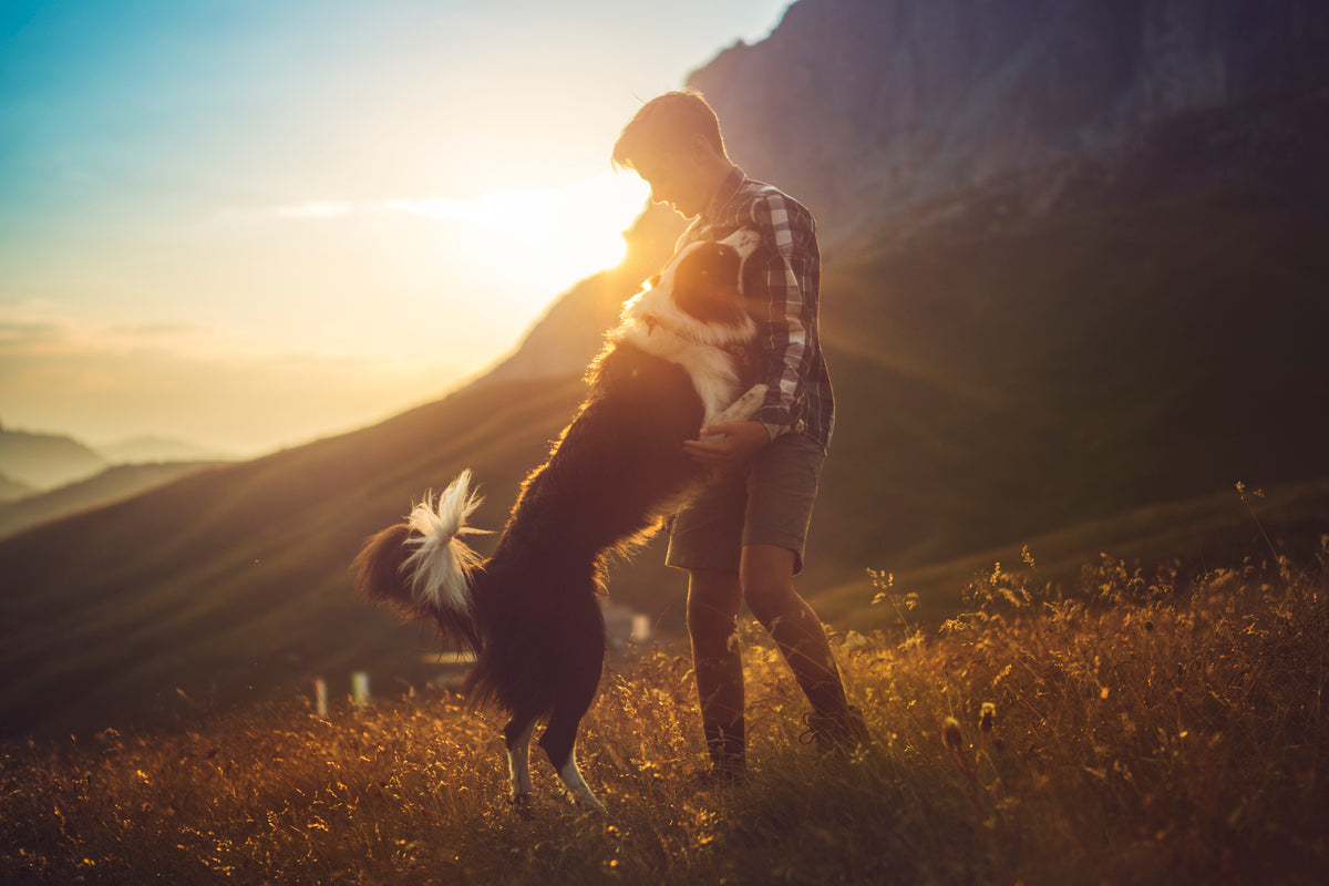 Moment de complicité entre un homme et son chien au coucher du soleil en pleine nature, illustrant le bien-être animal et une alimentation saine et responsable comme Kookapi.