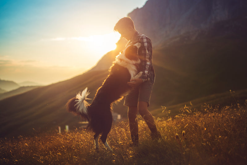 Moment de complicité entre un homme et son chien au coucher du soleil en pleine nature, illustrant le bien-être animal et une alimentation saine et responsable comme Kookapi.