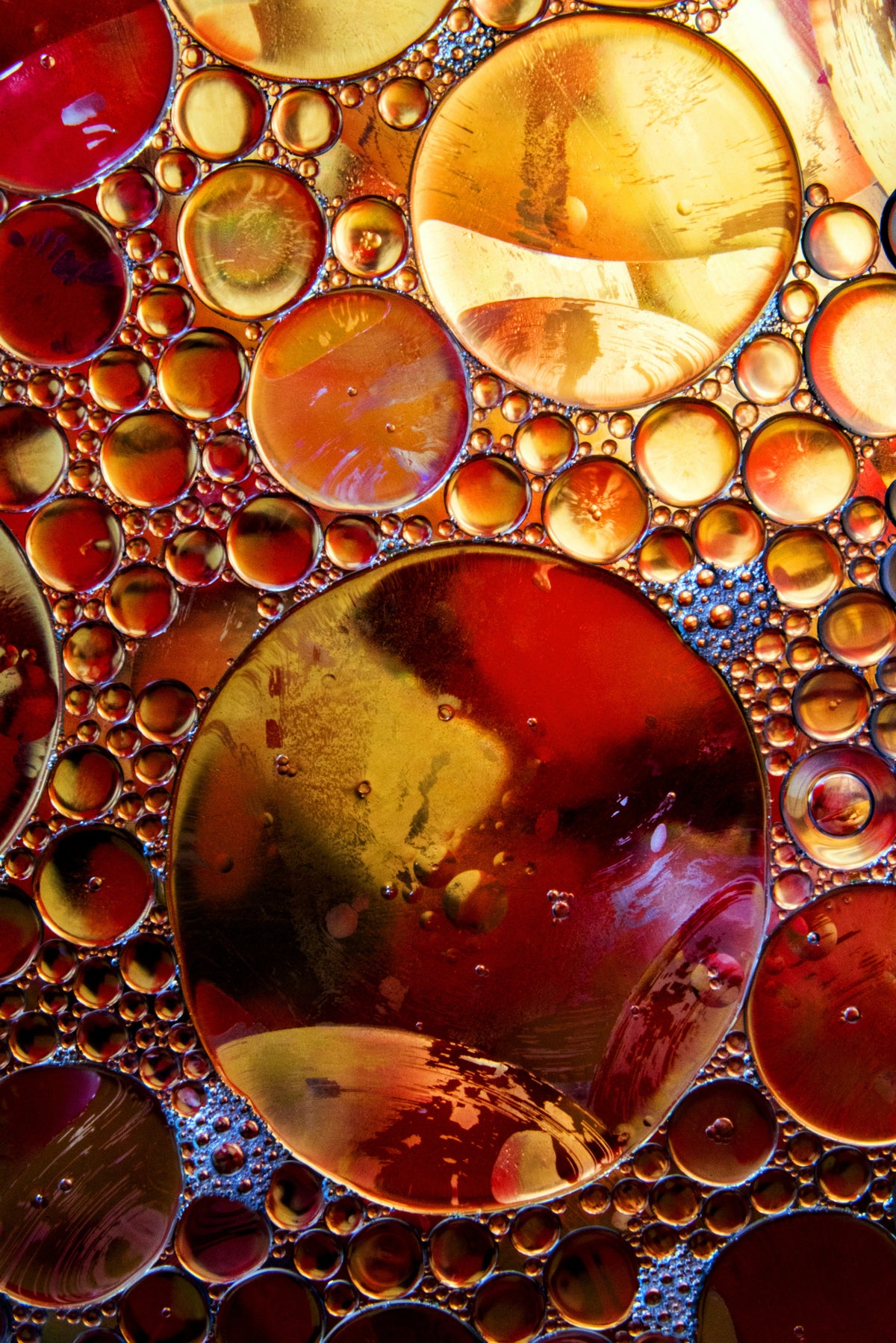 Macro de bulles d’huile aux teintes dorées et ambrées, évoquant les matières premières riches en nutriments et les protéines alternatives utilisées dans les recettes Kookapi pour chiens.