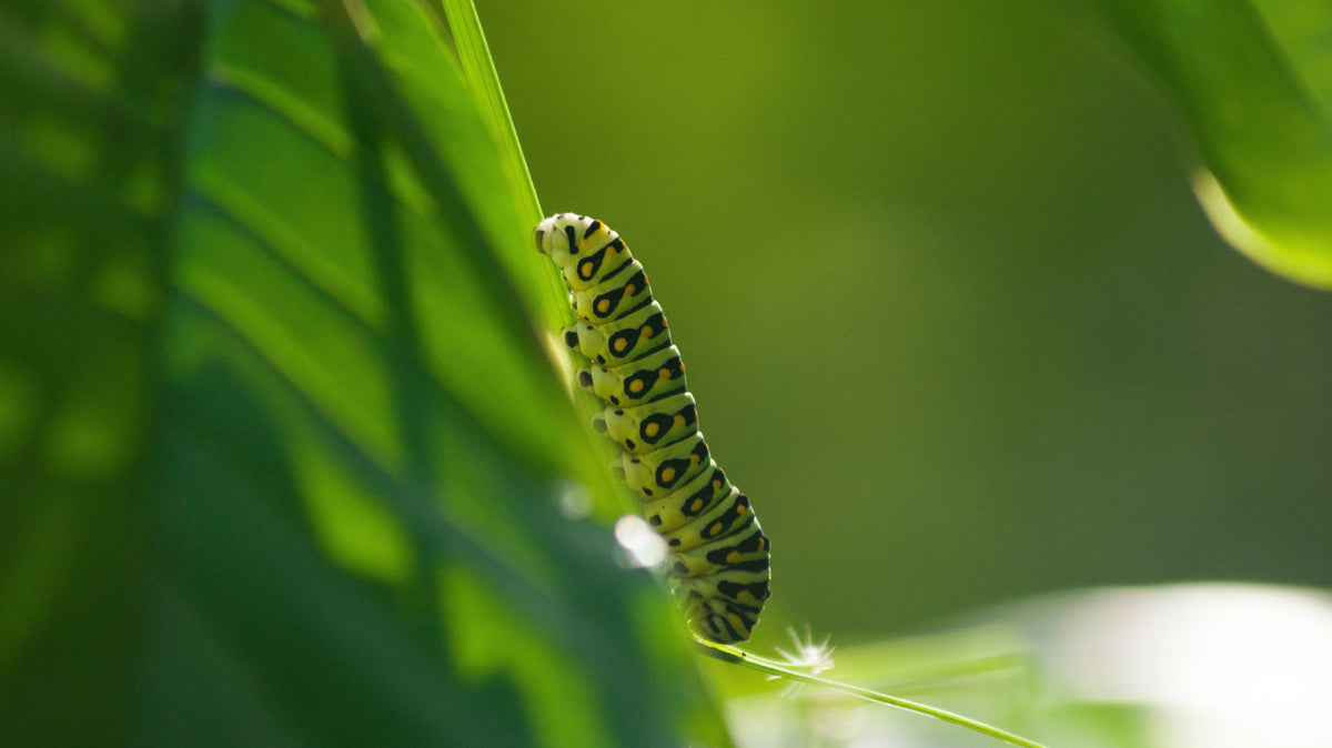 Chenille verte sur une feuille, illustrant les insectes comme source de protéines durables pour une alimentation canine écologique signée Kookapi.