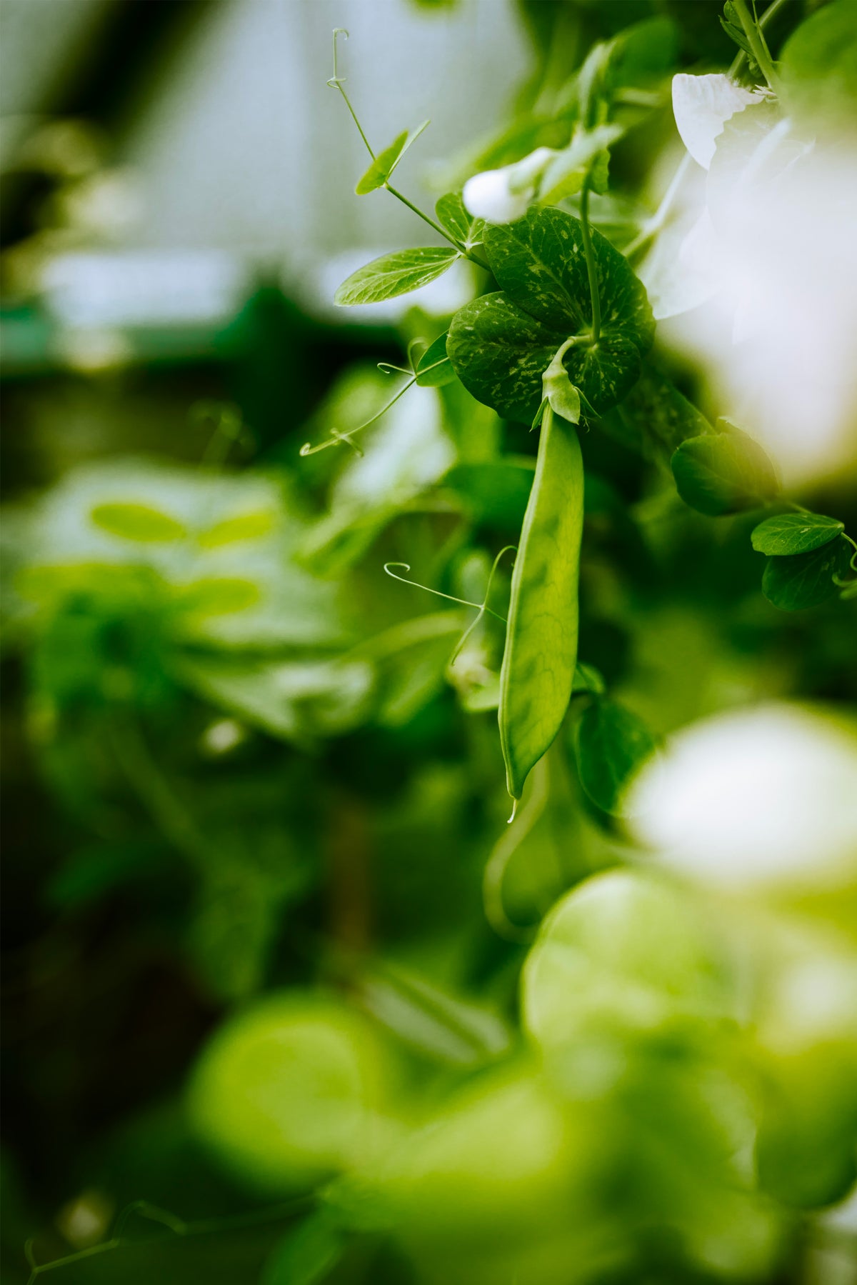 Gousse de plante verte en pleine croissance, symbole de nutrition naturelle et d’alimentation durable utilisée dans les recettes Kookapi pour chiens.