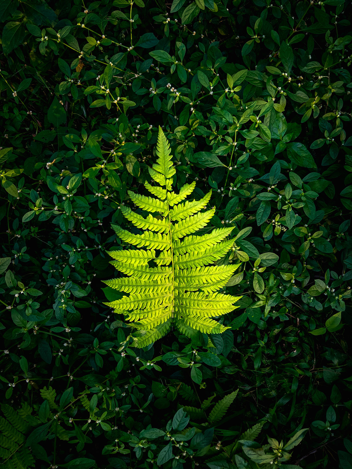 Fougère verte mise en lumière au cœur d’un jardin naturel, illustrant la création paysagère, l’harmonie des végétaux et l’évolution des extérieurs au fil des saisons.