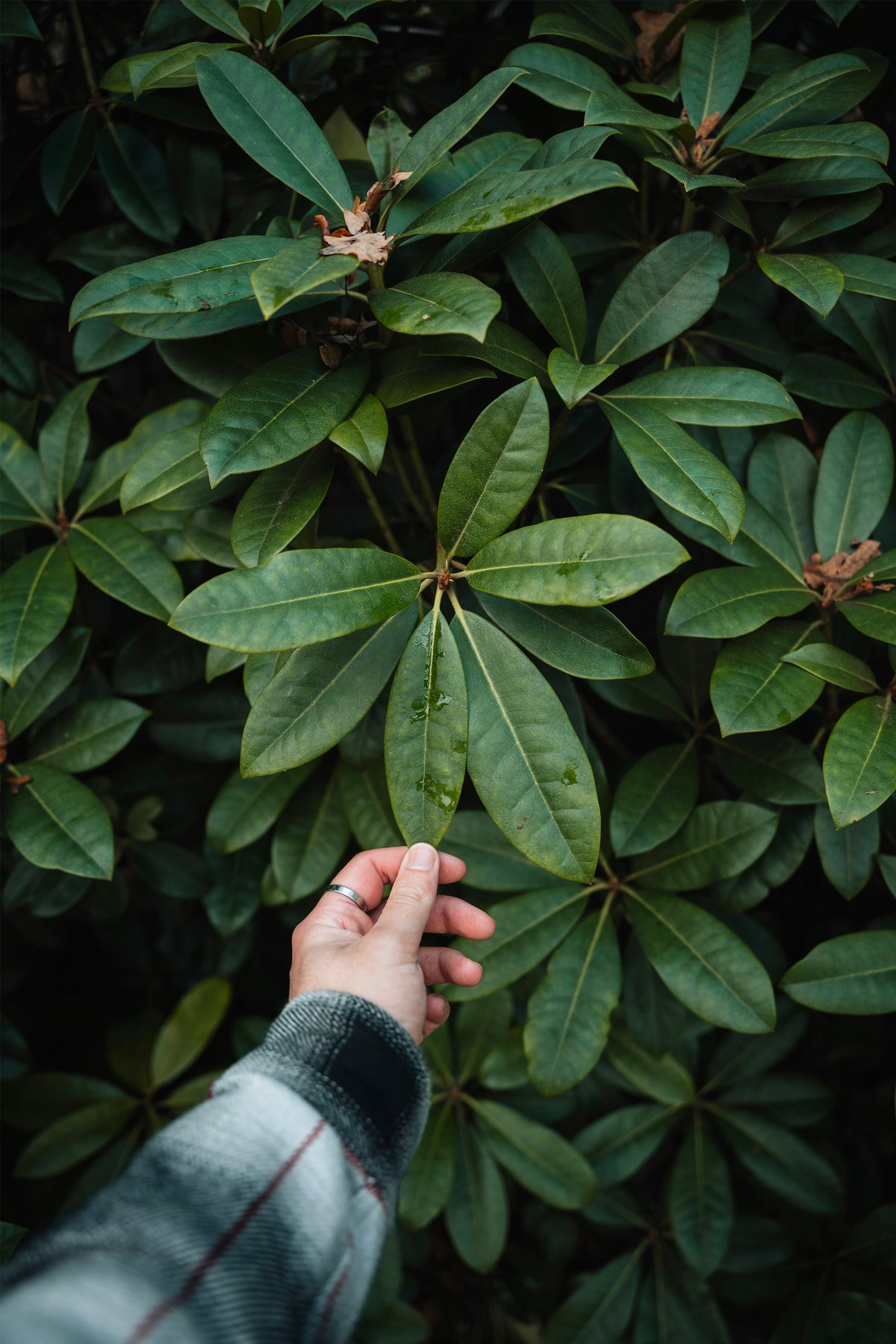 Main touchant des feuilles vertes dans un jardin, illustrant l’entretien des végétaux et le soin apporté aux aménagements paysagers.