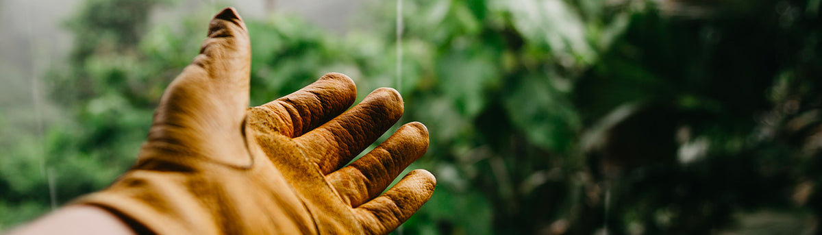 Main de jardinier équipée d’un gant tournée vers la végétation, illustrant le travail paysager et la création d’un jardin vivant et harmonieux.