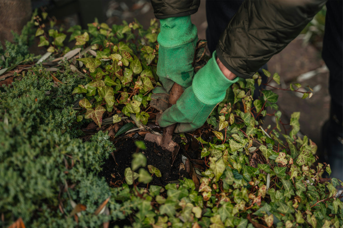Mains gantées plantant un végétal dans un massif de jardin, illustrant le savoir-faire d’un paysagiste en création et entretien d’espaces verts.