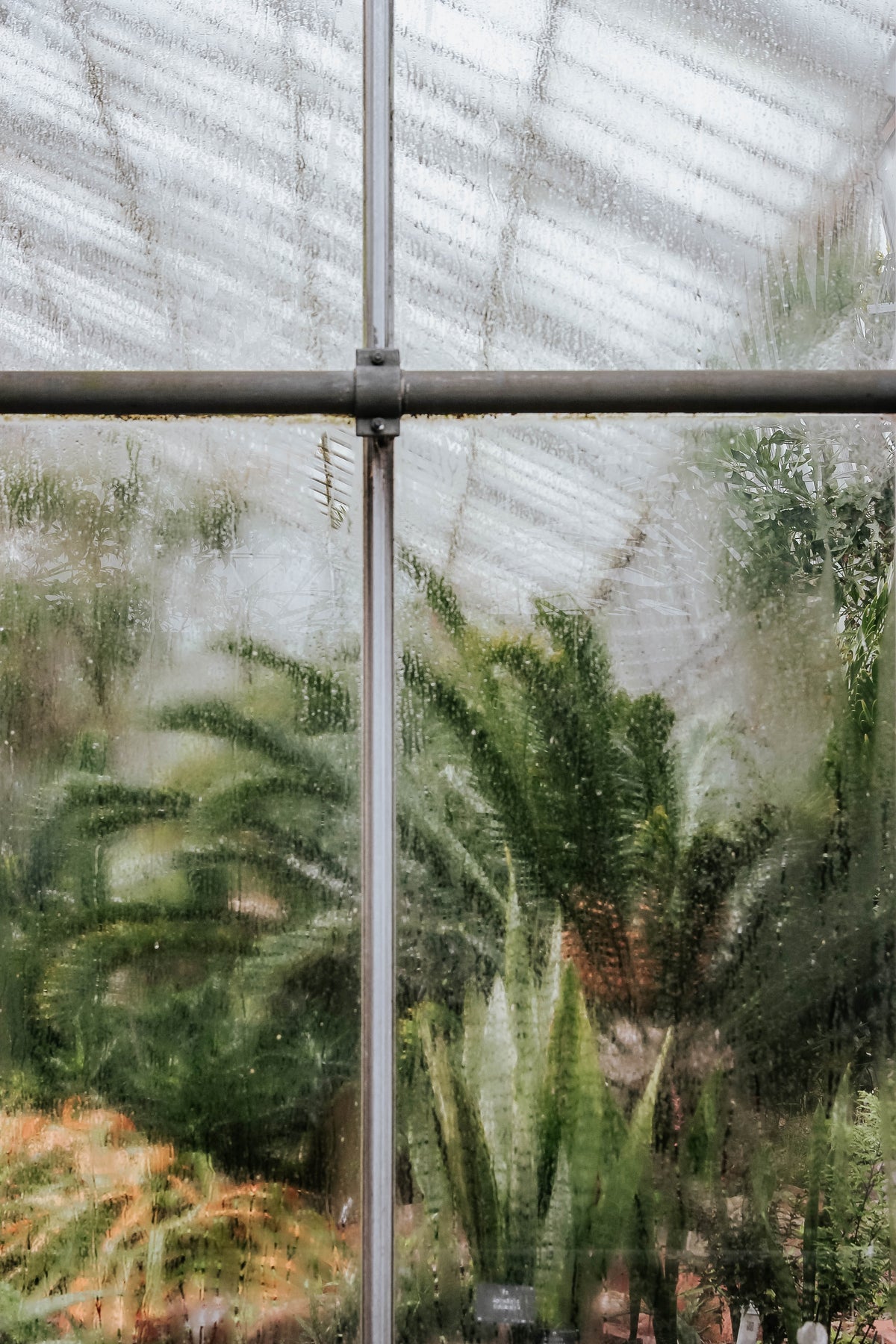 Végétation vue à travers une paroi de serre humide, illustrant un univers végétal dense et l’expertise d’un paysagiste dans la gestion des plantes.