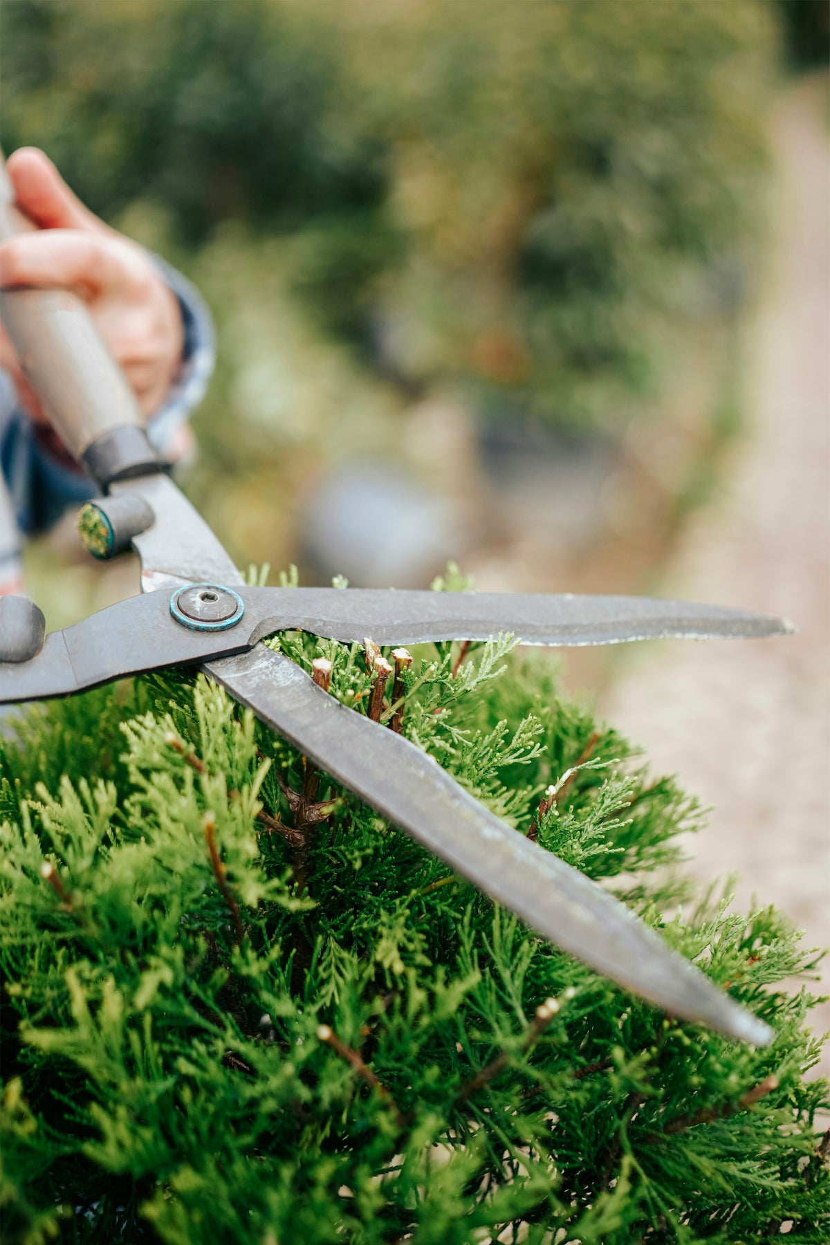 Cisaille de jardinier taillant une haie, illustrant l’entretien des espaces verts et le savoir-faire d’un paysagiste professionnel.