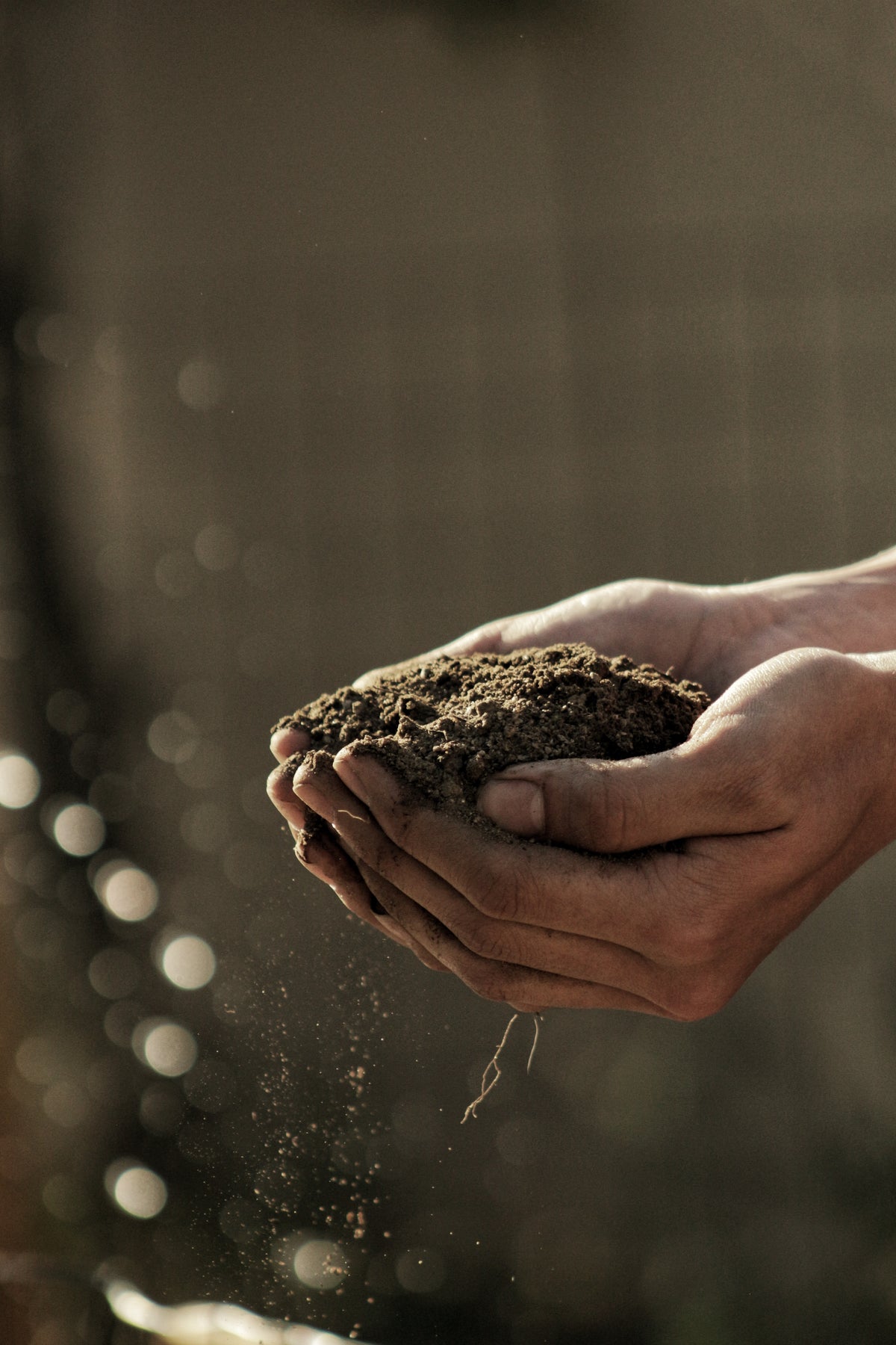 Mains tenant de la terre fertile, symbole du travail du sol et du savoir-faire d’un paysagiste dans la création d’espaces verts durables.