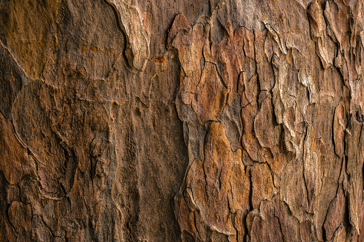 Texture détaillée d’écorce d’arbre avec des fissures profondes, des écailles de bois et des variations de couleur allant du brun foncé au gris clair, lumière naturelle accentuant les reliefs.